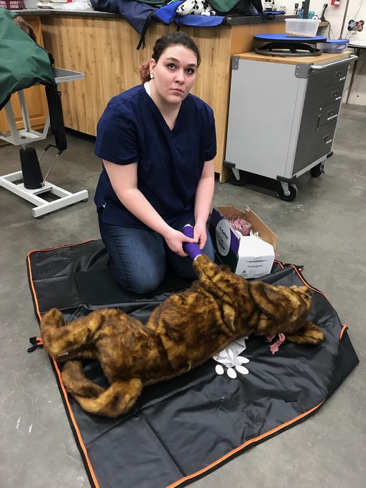 Vet practices student practices first aid on stuffed dog