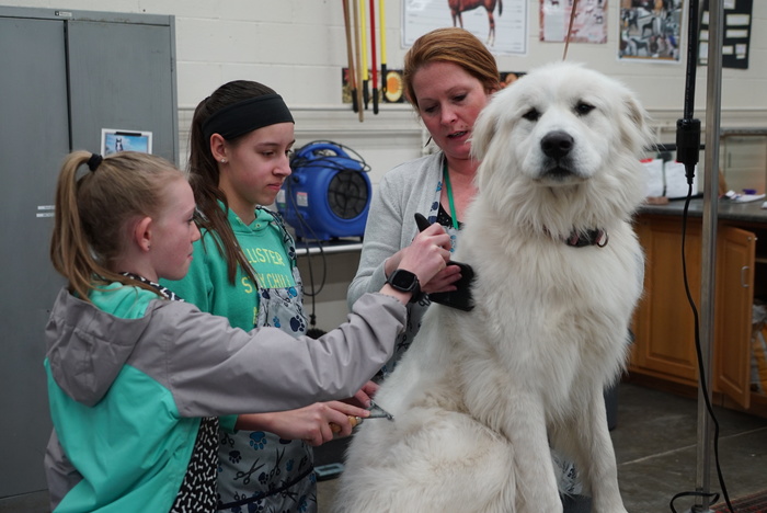 students groom a dog 